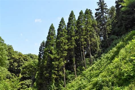 杉樹種類|スギ／すぎ／杉